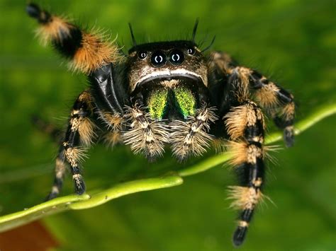 It can depend on the company as for. Spiders | Pest Control | Parkersburg, Marietta, Athens