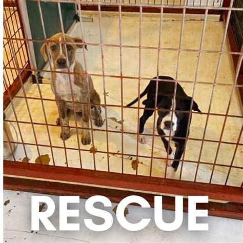Services — Brave Animal Rescue