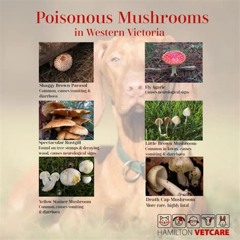 Mushroom Poisoning Hamilton Vetcare
