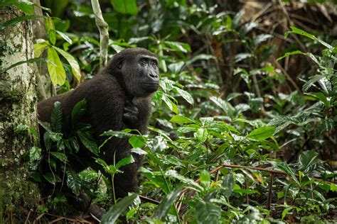 The Congo Rainforest Wildlife Of Africas Hidden Heart Naturetrek
