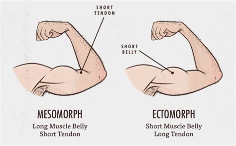 What Body Type Muscle Belly Tendon Length Ectomorph Mesomorph Male