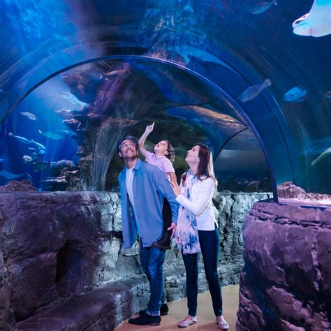 360 Orlando Aquarium Tunnel Sea Life Orlando Aquarium