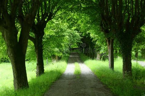 Natural Scene With Trees Ans Road Prespective Stock Image Image Of