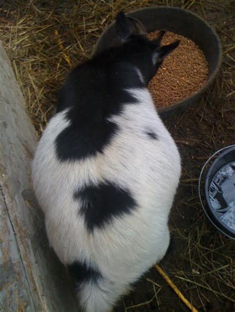 Is My Goat Pregnant Pooch Test Advise And Opinions The Goat Spot Forum