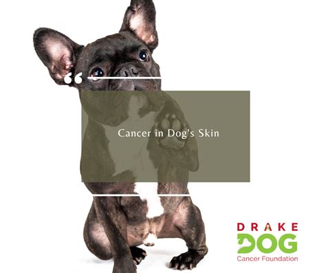 Mouth Cancer In Dogs Drake Dog Cancer Foundation