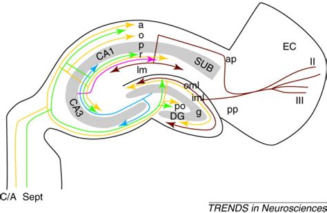 New Molecules For Hippocampal Development Trends In Neurosciences