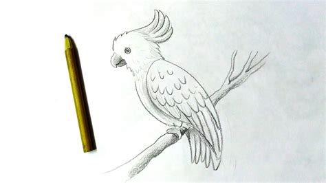 how to draw a cockatoo drawing bird with pencil youtube