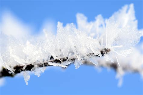 Free Images Nature Branch Snow Cold Sky Flower Frost Weather