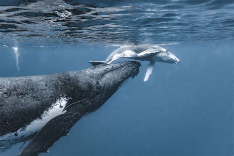 Touching Moment Between Mother Whale And Calf Hugging Caught On Camera