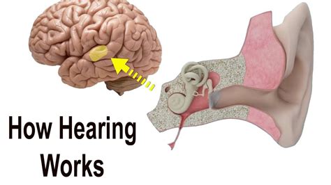 Normal Hearing And Sound Perception How It All Works Youtube
