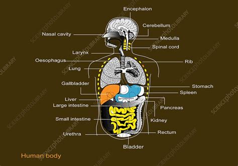 Diagram Of Human Internal Orgins Human Internal Organ High Res