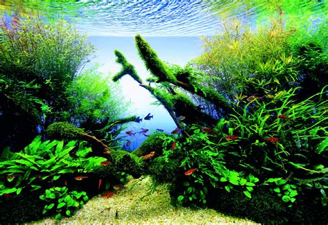 Typically dutch style in aquascapes does not have hardscape and are focused on the arrangement of vibrant aquatic plants in groups that complement each other in shape color and texture. Let S Start With A Lighting Aquascaping Wiki Aquasabi