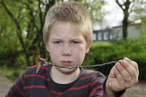 Maybe you would like to learn more about one of these? Jede Menge Maikäfer beim spielen im Garten entdeckt - Dorsten