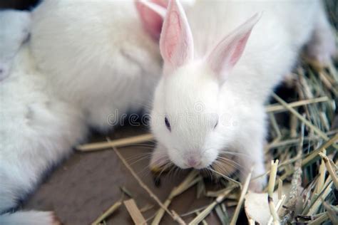 White Rabbit Albino Laboratory Animal Of The Domestic Rabbit Stock