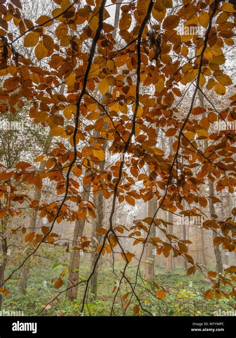 Beech Fagus Sylvatica Leaves In Autumn Saint Gobain Aisne Picardy