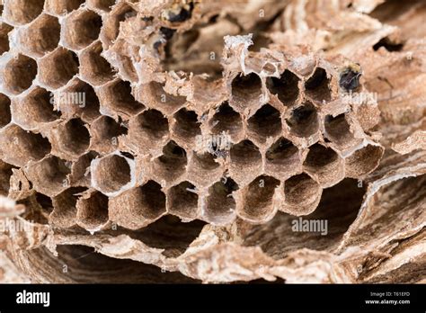 Close Up Of Asian Hornet Wasp Nest Honeycombed Insect Macro With Larva