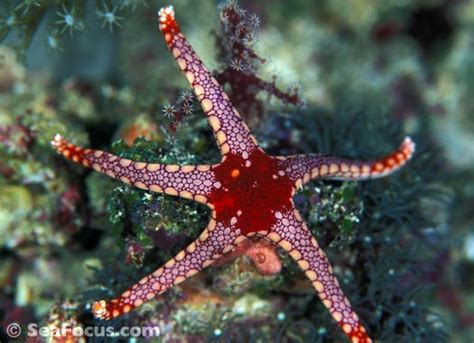 Starfish Photo Gallery Marine Species Information