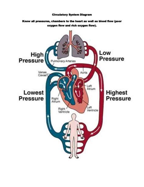 It Bodys Distribution To Organs With The Diagram Of Cardiovascular