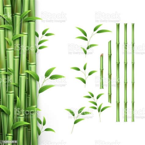 Realistic Bamboo Stick Green Tree Branch And Stems With Leaves Isolated