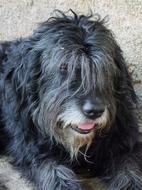 Image A Shaggy Dog Suffering From The Heat Pete The Vet