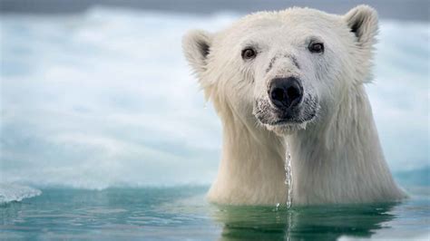 Famous How Far Can Polar Bears Swim In A Day References