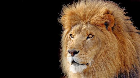 Lion Hd Funny Wallpapers ~ Funny Wallpapers