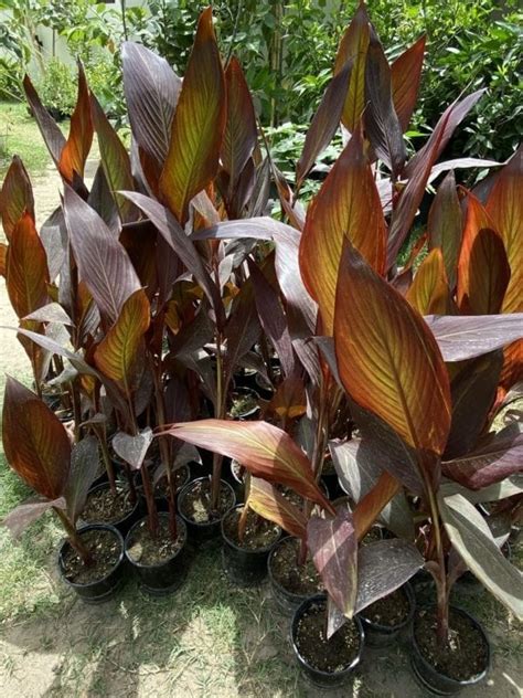 Red Canna Lily Black Magic Bahrainplants Com