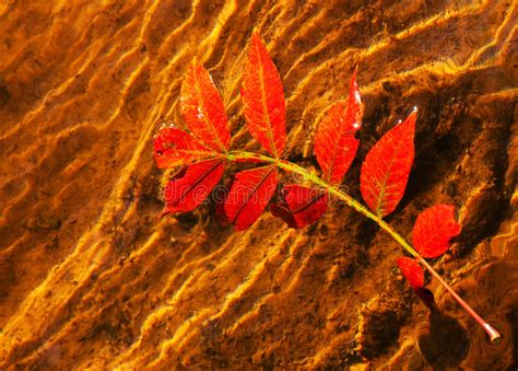 Brilliant Red Autumn Leaf In Water Stock Photo Image Of Season Creek
