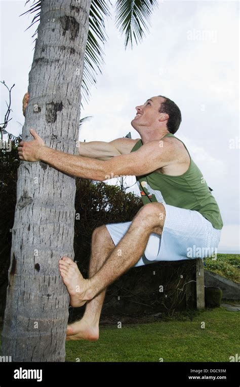 Man Climbing Coconut Tree Stock Photo Alamy