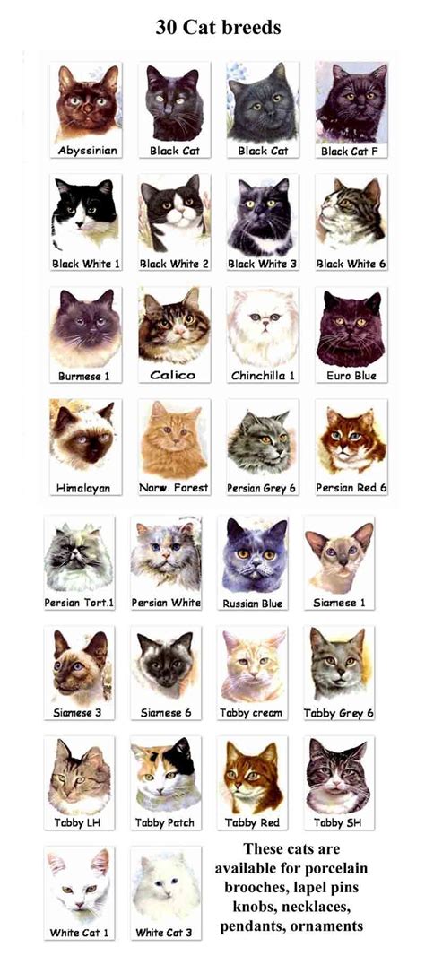 Pin On Cat Breeds