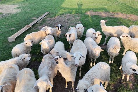 Ovce na prodaju | INDEX OGLASI