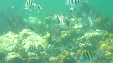 Snorkeling In Biscayne National Park Youtube
