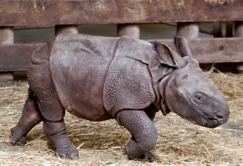 Czech Zoo Welcomes Baby Indian Rhinoceros Ctv News