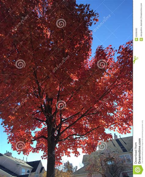 Autumn Leaves Stock Photo Image Of Tree Bright Leaves 65098490