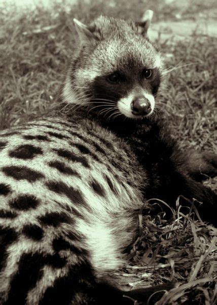 African Civet Cat Raccoon Wildlife Photography Sepia Black