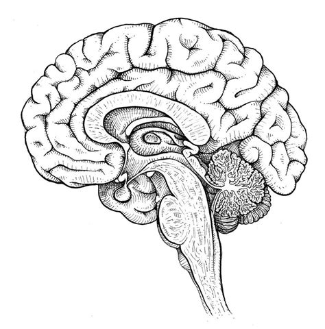 Brain Drawing Anatomy Art Brain Art