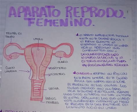 Anatomía Feminina🧠 Aparato Reproductor Femenino Aparatos Del Cuerpo