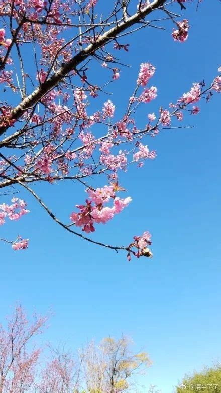 Winter Cherry Blossoms In Yunnan Cherry Blossom Blossom Yunnan