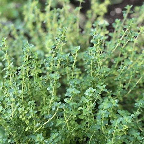 How To Grow Thyme 5 Tips For Growing Thyme Growing In The Garden
