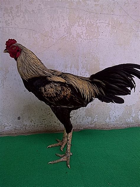Cara ternak ayam kampung organik yang baik dan benar. Ayam Birma 2017: Ciri - Ciri Ayam Burma Asli yang Bagus ...