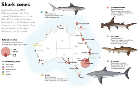 Timeline Of Deadly Shark Attacks In Australia Australian Geographic