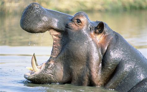 Hippo Full Hd Wallpaper And Background Image 1920x1200 Id260400