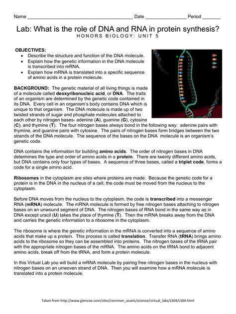 Bioknowledgy 2 7 dna replication transcription and translation from transcription and translation worksheet answers. 5-lab-virtual-glencoe-protein-synthesis