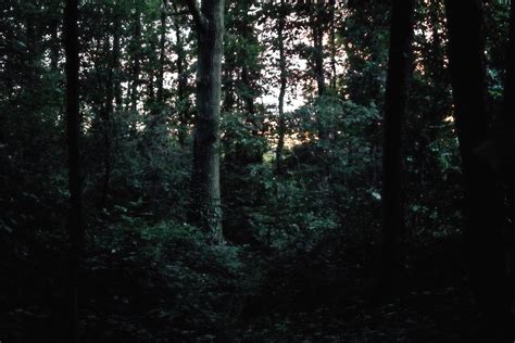 Photo Forest At Night
