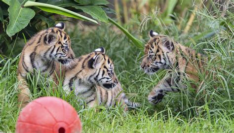 Rare Sumatran Tiger Cubs Make Public Debut At Sydney Zoo The New