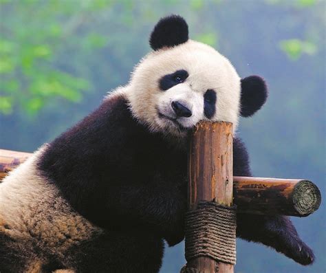 Giant Pandas No Longer Endangered But 4 Out Of 6 Great Ape Species Are