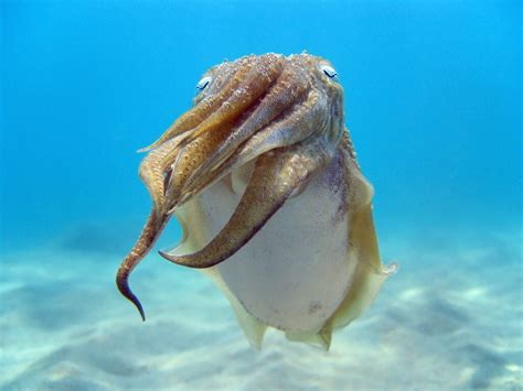 Cuttlefish Vs Squid American Oceans