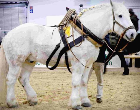 7 Big Horse Breeds: Dream Horses That Everyone Wants To Keep (2020)