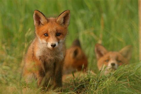 Red Fox Vulpes Vulpes Part Ii Fox Pups Red Fox Fox