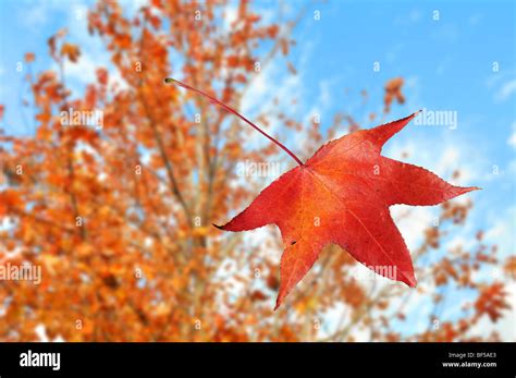 Leaf Falling From Tree During Fall Season Stock Photo Alamy